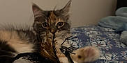 Dakota joined the competition — help win amazing prizes! animal, bed, blanket, cat, claws, closeup, cute, domestic_cat, ears, feather_toy, feline, fur, indoor, multicolor, paws, pet, playful, relaxed, soft, whiskers