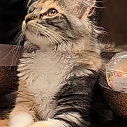 Dakota joined the competition — help win amazing prizes! animal, cat, closeup, cozy, curious, decor, domestic, ears, feline, fluffy, household, indoor, laptop, paws, pet, relaxed, side_view, tabby, whiskers, wooden_surface