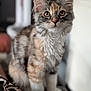 adorable, animal, cat, closeup, cute, domestic_animal, eyes, feline, fluffy, fur, indoor, kitten, mammal, pet, portrait, sitting, small_animal, soft, whiskers, young