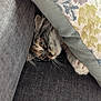 Dakota joined the competition — help win amazing prizes! animal, cat, closeup, comfort, cozy, curious, cushion, cute, fabric, feline, fur, hiding, indoor, paw, pet, relaxed, resting, soft, tabby, whiskers