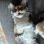 Dakota joined the competition — help win amazing prizes! animal, cat, couch, curious, cute, domestic_animal, face, feline, fluffy, fur, gray, indoor, lying_down, paw, pet, relaxed, tabby, whiskers, white_fur, wide_eyes
