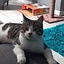 Marlee joined the competition — help win amazing prizes! animal, box, carpet, cat, curious, cute, domestic, floor, furniture, gray, indoor, mammal, paws, pet, relaxed, scratching_post, tabby, tile, whiskers, white