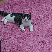 Marlee is registered to the contest to win money with this photo: animal, cat, curious, domestic_animal, ears, feline, floor, fluffy_rug, fur, home, indoor, lying_down, paws, pet, pink_rug, relaxed, tabby_cat, tail, whiskers, white_cat