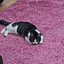 Marlee joined the competition — help win amazing prizes! animal, carpet, cat, cozy, curious, cute, domestic, ears, feline, floor, fur, home, indoor, lying_down, pet, pink_rug, resting, tabby_cat, tail, whiskers