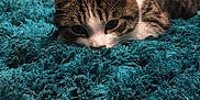 Marlee joined the competition — help win amazing prizes! animal, carpet, cat, close_up, curious, cute, domestic, ears, floor, furry, household, indoor, pet, relaxed, resting, tabby, teal_rug, texture, whiskers, wooden_cabinet