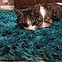 animal, carpet, cat, close_up, curious, cute, domestic, ears, floor, furry, household, indoor, pet, relaxed, resting, tabby, teal_rug, texture, whiskers, wooden_cabinet