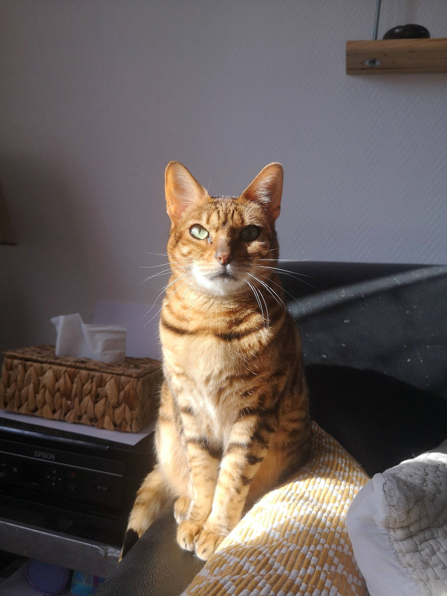 Jalla a rejoint le concours — aidez-le/la à gagner de superbes lots ! american_shorthair, asian, bengal, california_spangled, carnivore, cat, domestic_short_haired_cat, dragon_li, european_shorthair, eye, felidae, kitten, mammal, ocicat, sitting, small_to_medium_sized_cats, tabby_cat, toyger, vertebrate, whiskers