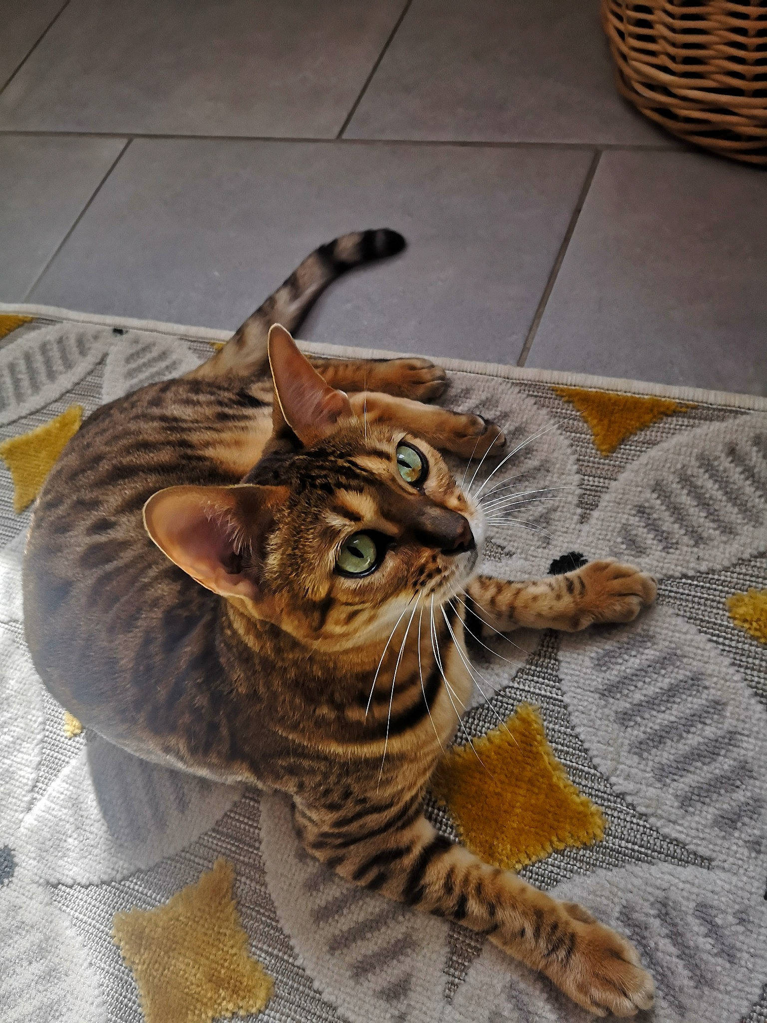 Jalla a rejoint le concours — aidez-le/la à gagner de superbes lots ! asian, bengal, california_spangled, carnivore, cat, domestic_short_haired_cat, dragon_li, egyptian_mau, european_shorthair, felidae, kitten, mammal, ocicat, savannah, small_to_medium_sized_cats, sokoke, tabby_cat, toyger, whiskers, wild_cat