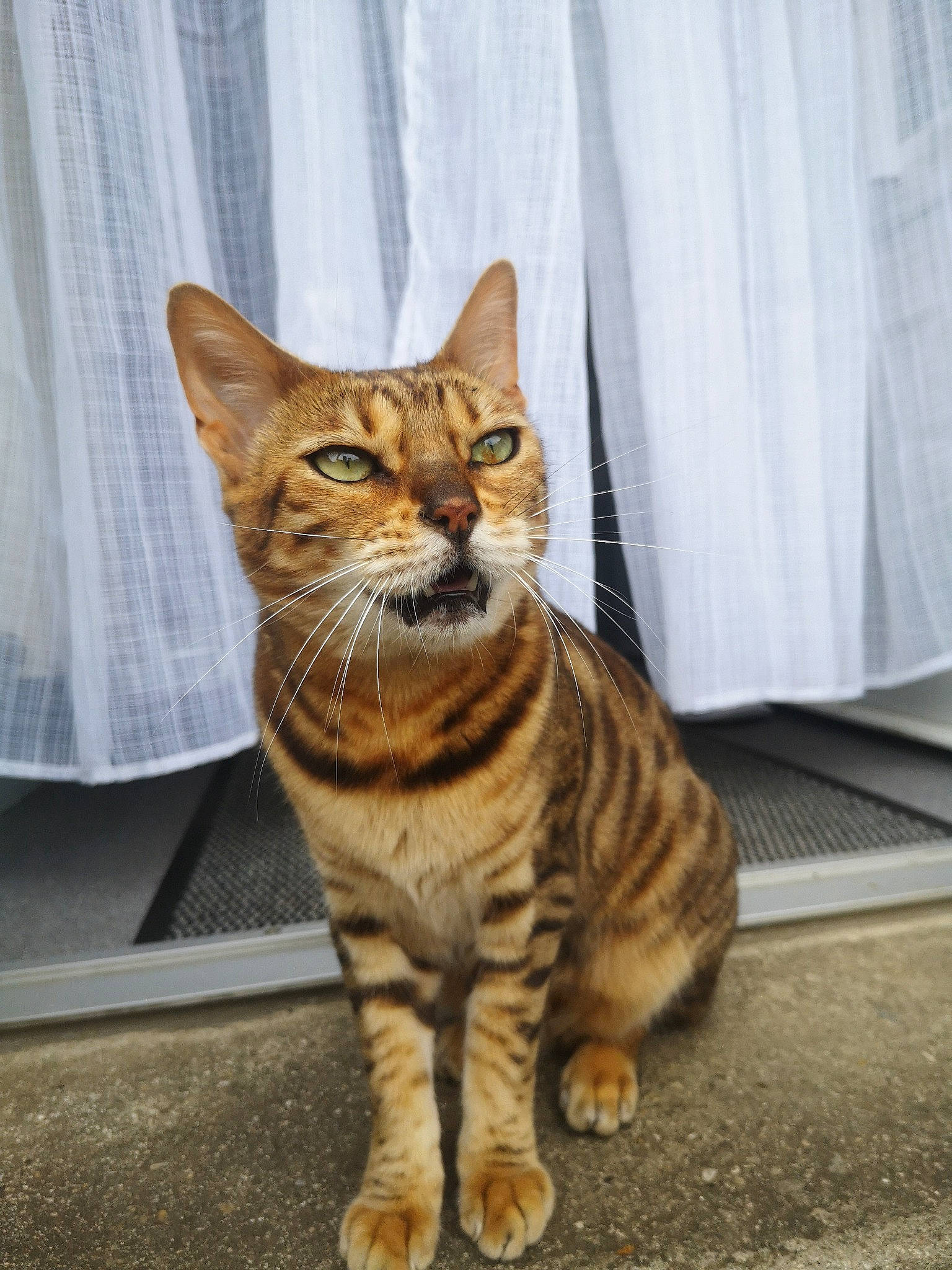 Jalla a rejoint le concours — aidez-le/la à gagner de superbes lots ! american_shorthair, arabian_mau, asian, bengal, carnivore, cat, domestic_short_haired_cat, dragon_li, european_shorthair, felidae, kitten, mammal, ocicat, small_to_medium_sized_cats, snout, sokoke, tabby_cat, toyger, vertebrate, whiskers