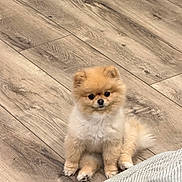 Dulce is registered to the contest to win money with this photo: dog, puppy, pomeranian, fluffy, small_dog, tan_fur, white_fur, sitting, indoors, wooden_floor, flooring, blanket, home, cute, portrait, animal, pet, front_view, adorable, long_fur