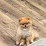 dog, puppy, pomeranian, fluffy, small_dog, tan_fur, white_fur, sitting, indoors, wooden_floor, flooring, blanket, home, cute, portrait, animal, pet, front_view, adorable, long_fur