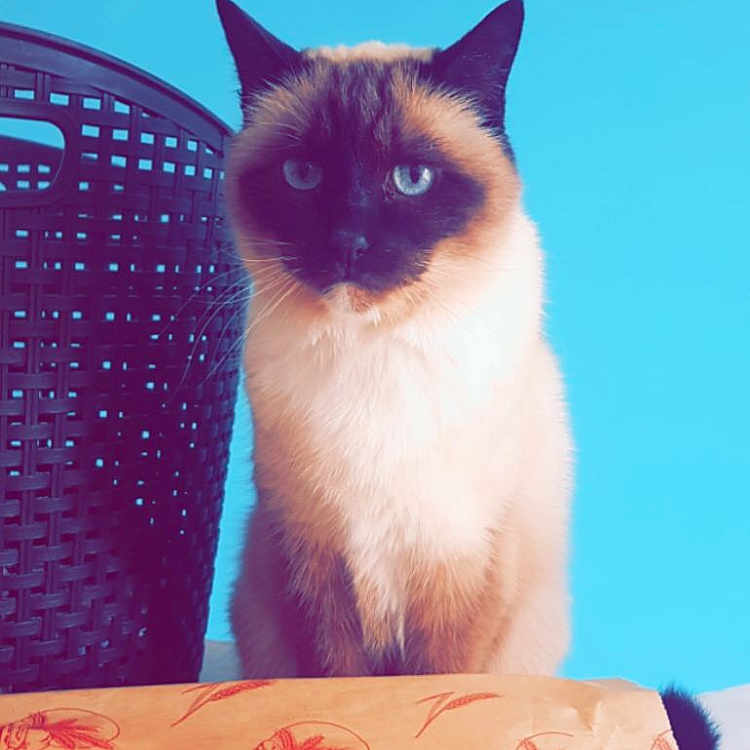 Kenza