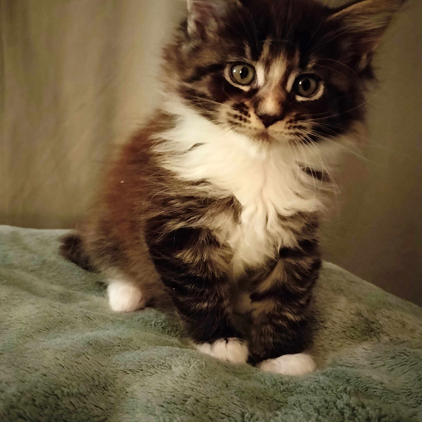 Wendy participe au concours pour gagner de l'argent avec cette photo : abyssinian, animal, blanket, cat, kitten, manx, pet, siamese