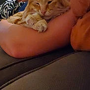 Archibald joined the competition — help win amazing prizes! cat, orange_cat, fluffy, sleepy, relaxed, lounging, pet, animal, feline, whiskers, paws, indoor, home, couch, person, arm, cozy, portrait, striped_fur, nap