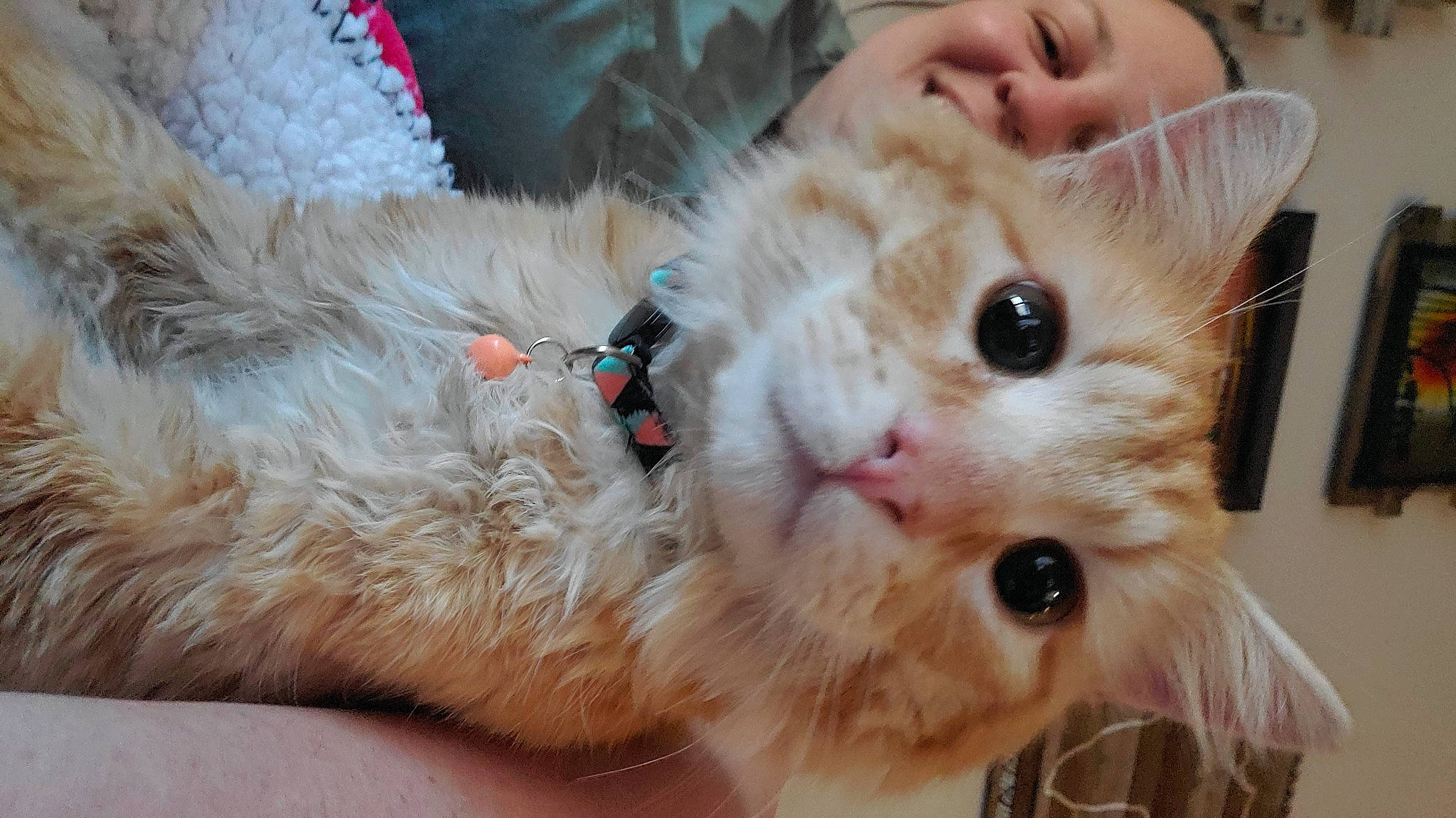 Archibald joined the competition — help win amazing prizes! carnivore, cat, close_up, comfort, companion_dog, dog_breed, domestic_short_haired_cat, ear, eye, eyelash, fawn, felidae, fur, happy, nose, paw, small_to_medium_sized_cats, snout, toy, whiskers