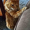 Archibald is registered to the contest to win money with this photo: cat, orange_cat, fluffy, fur, standing, paw, couch, living_room, rug, furniture, chair, ottoman, blanket, indoor, pet, animal, portrait, upright, cozy, home