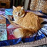 Archibald is registered to the contest to win money with this photo: cat, orange_cat, fluffy, long_hair, animal, pet, feline, lying_down, lounging, alert, indoors, home, quilt, blanket, patchwork, chair, leopard_print, carpet, cozy, portrait