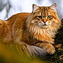 cat, orange_cat, fluffy, green_eyes, tree, moss, nature, outdoor, animal, pet, feline, whiskers, fur, branch, wildlife, close_up, portrait, resting, alert, majestic