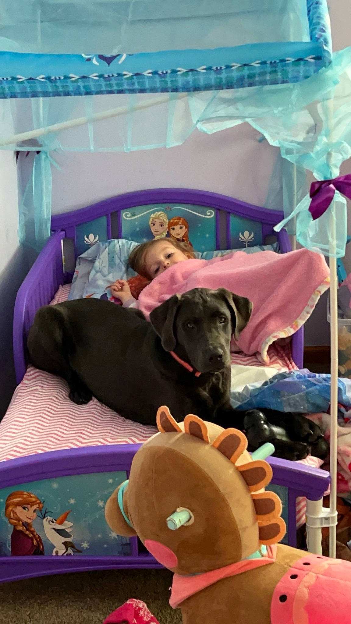 Marlin is registered to the contest to win money with this photo: canidae, carnivore, chair, comfort, companion_dog, dog, dog_breed, dog_supply, event, fawn, fun, guard_dog, hat, leisure, linens, purple, room, sporting_group, sun_hat, working_animal