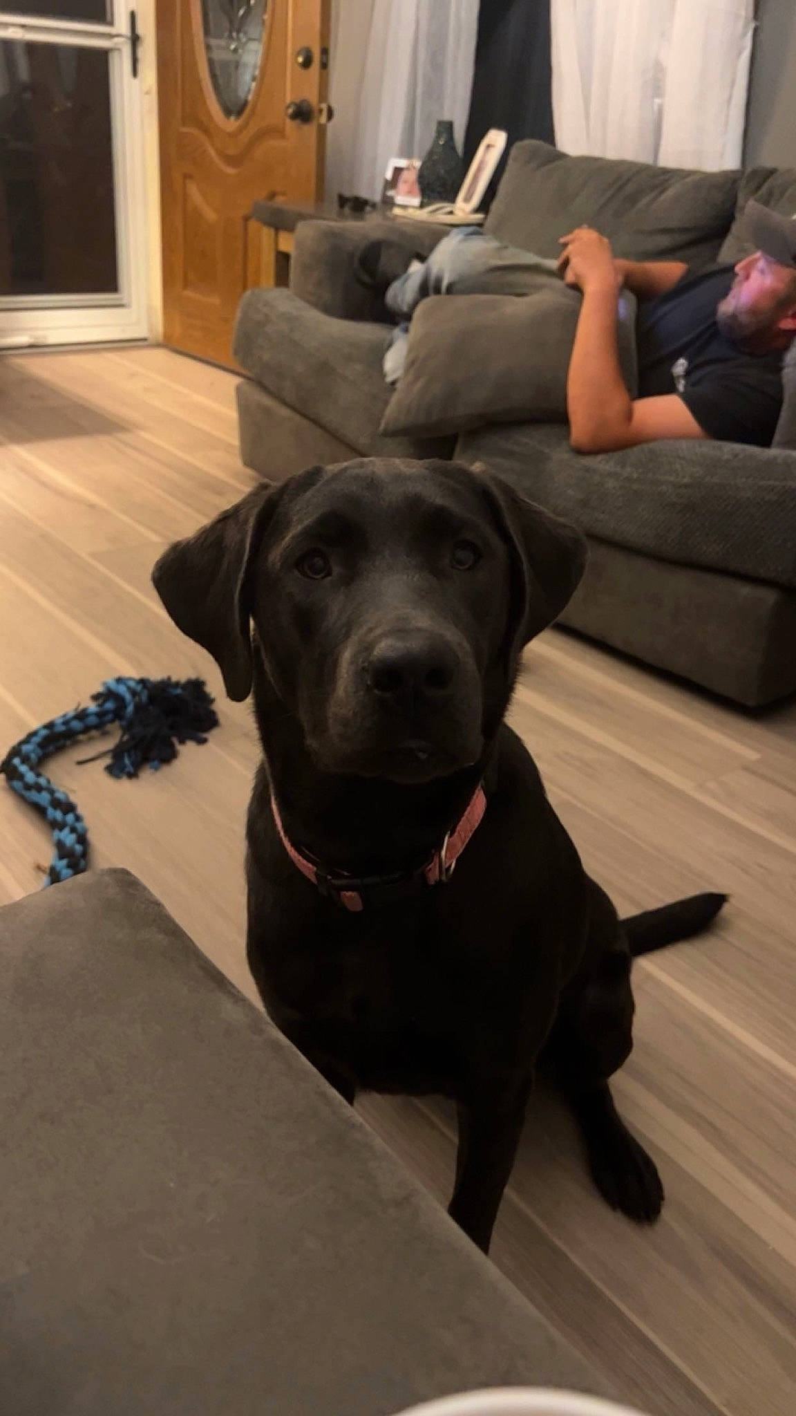 Marlin joined the competition — help win amazing prizes! carnivore, collar, comfort, companion_dog, couch, dog, dog_breed, dog_collar, fawn, floor, flooring, gun_dog, hardwood, laminate_flooring, liver, pet_supply, snout, sporting_group, wood, working_animal