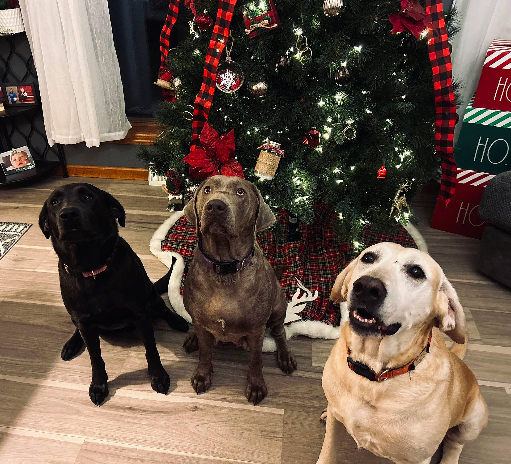Marlin is registered to the contest to win money with this photo: canidae, carnivore, christmas_decoration, christmas_ornament, christmas_tree, collar, companion_dog, dog, dog_breed, dog_collar, dog_supply, event, fawn, gun_dog, holiday, holiday_ornament, mammal, snout, sporting_group, working_animal