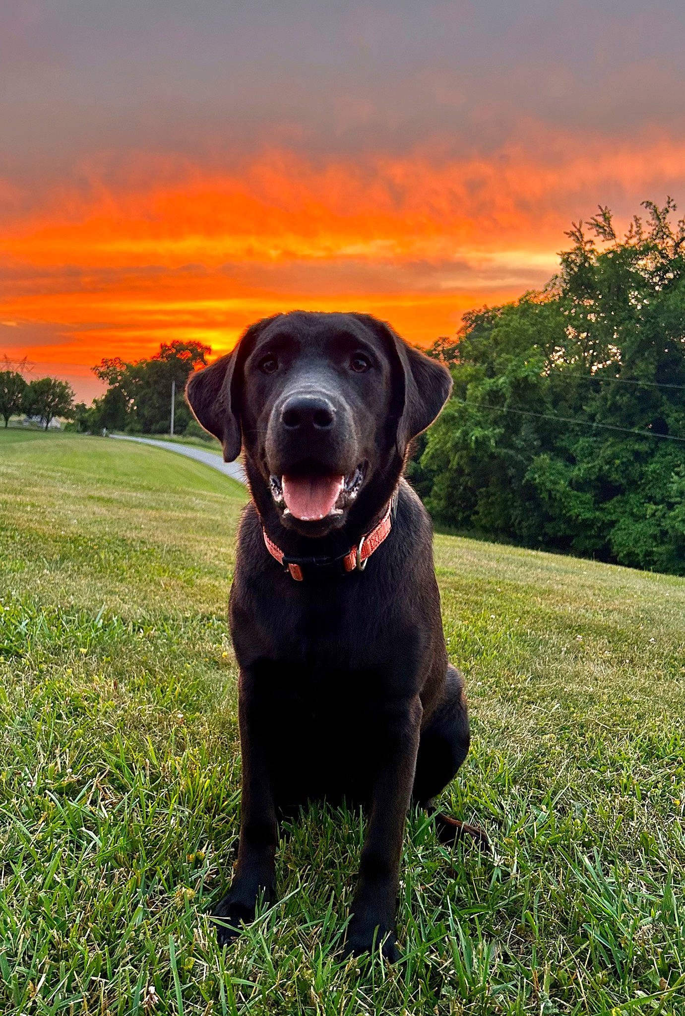 Marlin joined the competition — help win amazing prizes! borador, carnivore, cloud, companion_dog, dog, dog_breed, dog_collar, grass, grassland, guard_dog, gun_dog, landscape, liver, plant, pointing_breed, retriever, sky, sporting_group, tree, working_animal