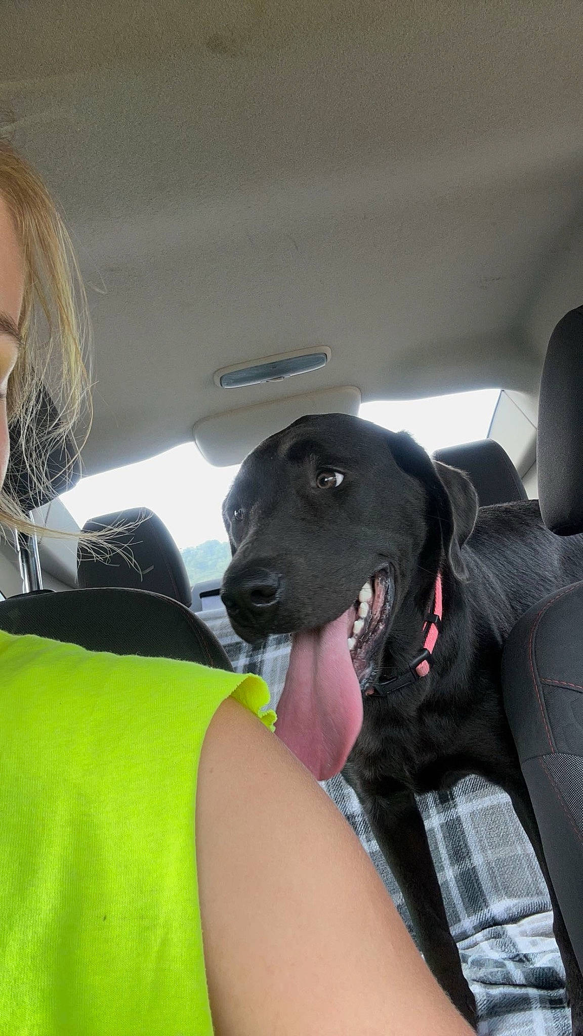 Marlin is registered to the contest to win money with this photo: automotive_exterior, canidae, car, car_seat, car_seat_cover, carnivore, comfort, companion_dog, dog, dog_breed, eyewear, family_car, head_restraint, luxury_vehicle, personal_protective_equipment, plaid, sporting_group, tartan, vehicle, vehicle_door