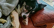 Sam Pour Samantha participe au concours pour gagner de l'argent avec cette photo : dog, blanket, couch, leather, relaxed, indoors, pet, cozy, fur, paw, sleepy, window, floor, home, resting, snuggled, brown, black, white, comfort