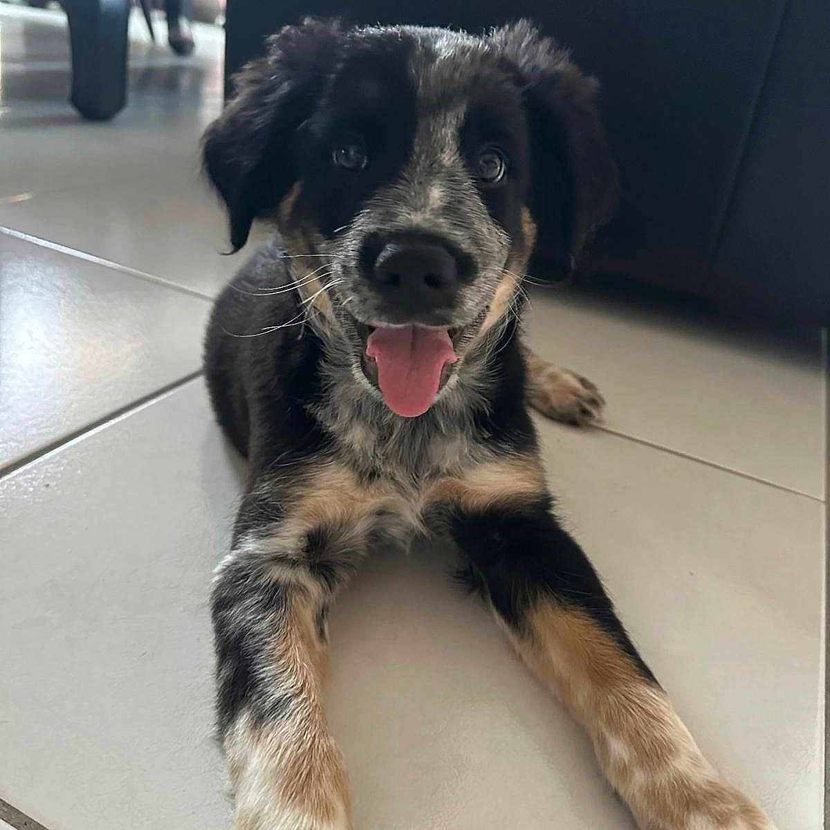 Cyroc participe au concours pour gagner de l'argent avec cette photo : animal, bodypart, canine, cockerspaniel, dog, dogbed, hardwood, hound, husky, indoors, interiordesign, labradorretriever, mouth, person, pet, puppy, sitting, snout, tongue, wood