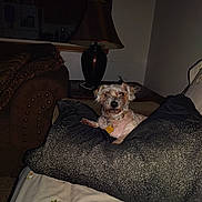 Betty joined the competition — help win amazing prizes! armchair, blanket, brown, canine, comfort, couch, cozy, decor, dog, domestic, furniture, home, indoor, lamp, living_room, pet, pillow, relaxed, resting, small_dog