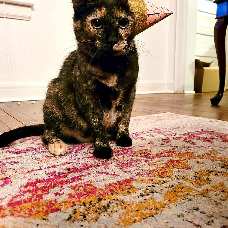 Elvie joined the competition — help win amazing prizes! animal, architecture, building, cat, chair, clothing, couch, cushion, furniture, hardwood, hat, homedecor, indoors, kitten, livingroom, manx, pet, room, rug, wood