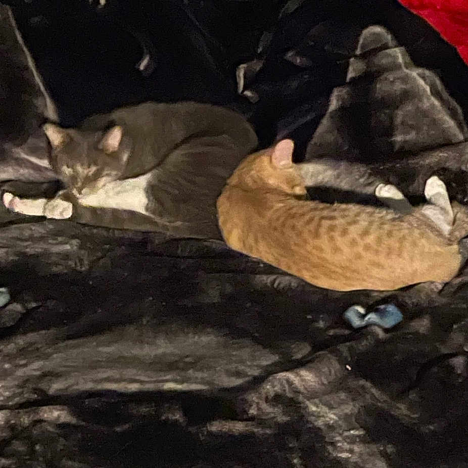 Bindy And Turbo is registered to the contest to win money with this photo: animal, blanket, cat, comfortable, companion, cozy, curled_up, feline, fur, gray_cat, indoor, nap, orange_cat, pet, quiet, resting, sleeping, soft, two_cats, warm