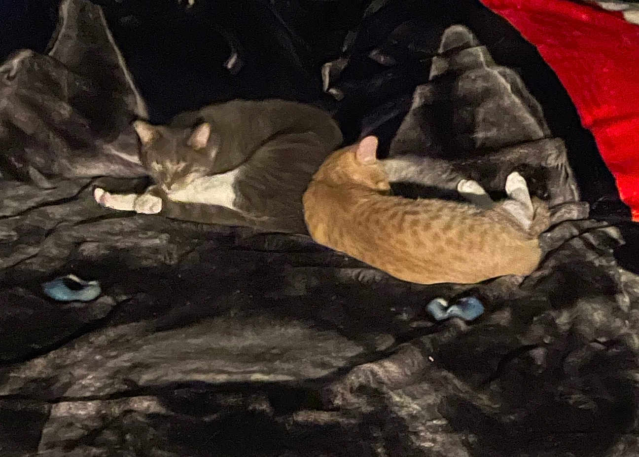 Bindy And Turbo is registered to the contest to win money with this photo: cat, sleeping, cozy, blanket, feline, pet, resting, indoor, orange_cat, gray_cat, fur, animal, two_cats, curled_up, nap, soft, warm, companion, quiet, comfortable