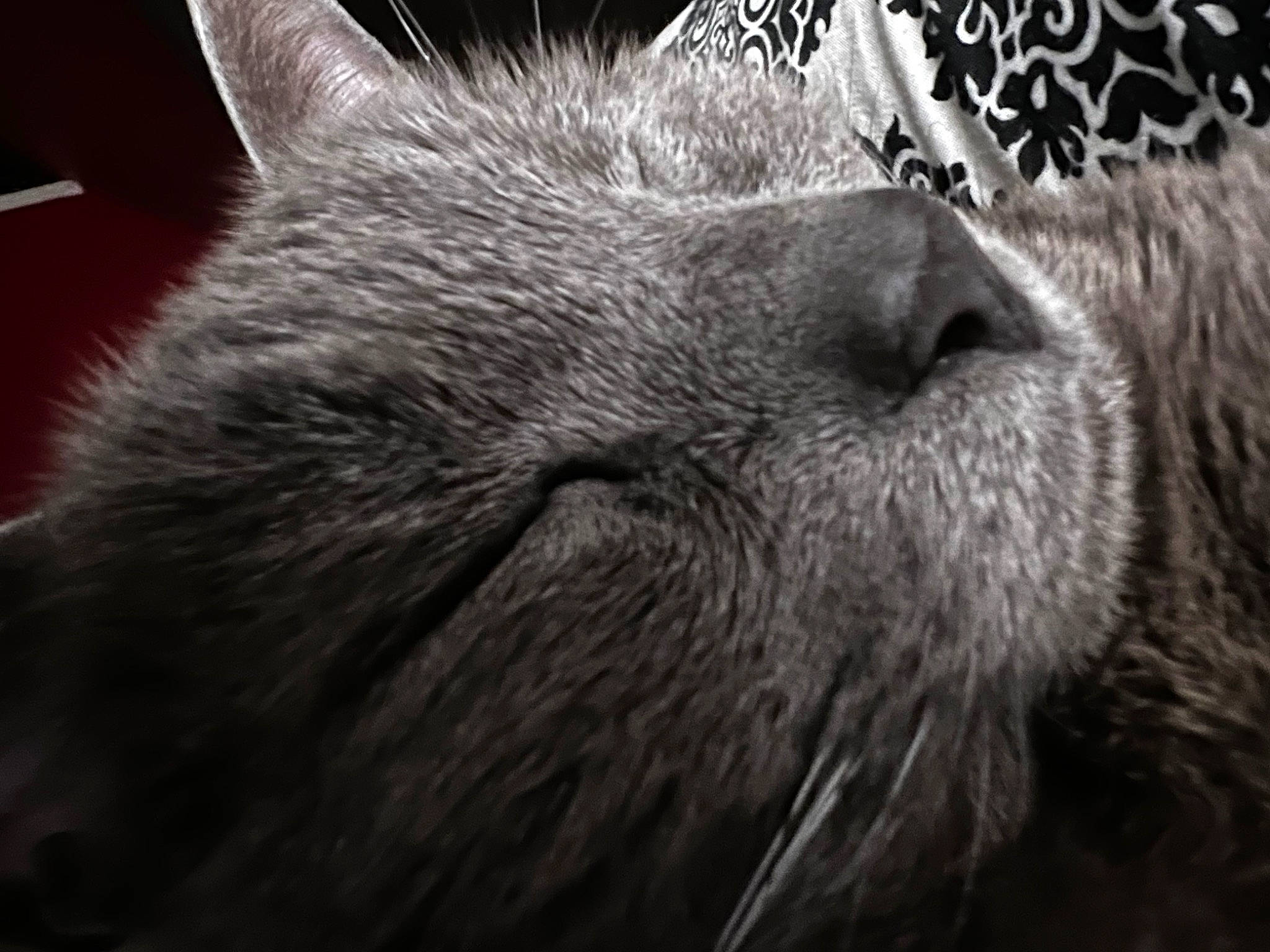 Chaz joined the competition — help win amazing prizes! carnivore, cat, claw, domestic_short_haired_cat, felidae, fur, grey, monochrome, monochrome_photography, paw, small_to_medium_sized_cats, snout, tail, terrestrial_animal, whiskers, wildlife