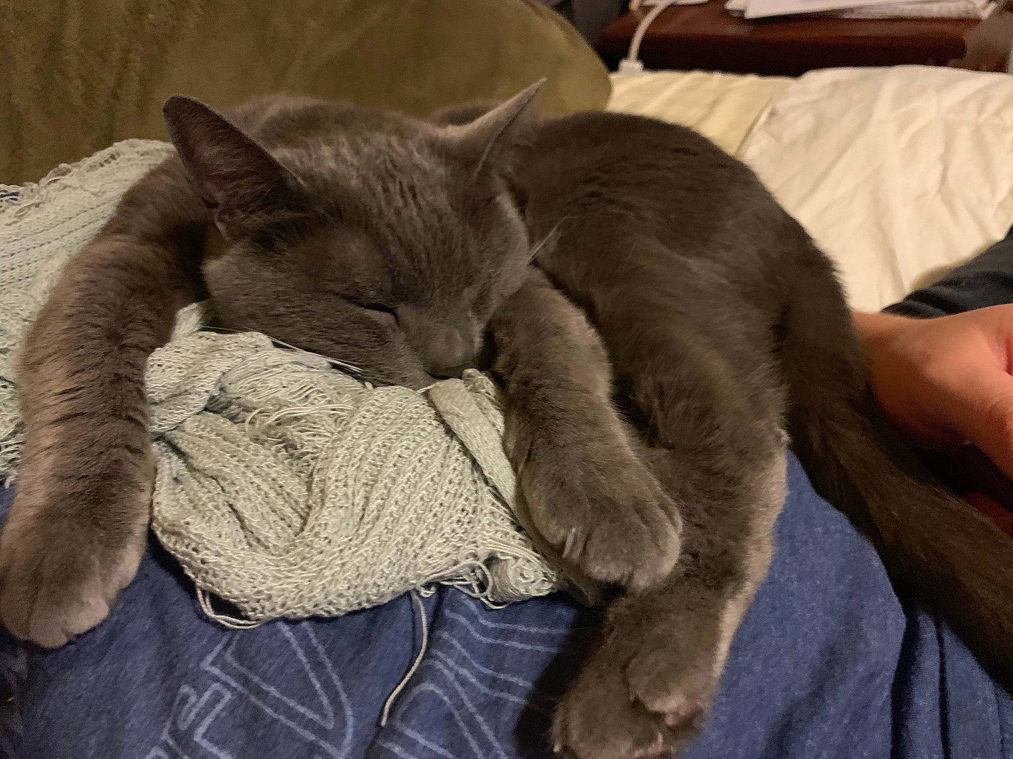 Chaz joined the competition — help win amazing prizes! black_cat, carnivore, cat, chartreux, claw, comfort, domestic_short_haired_cat, ear, fawn, felidae, fur, grey, nap, paw, russian_blue, sleep, small_to_medium_sized_cats, snout, tail, whiskers