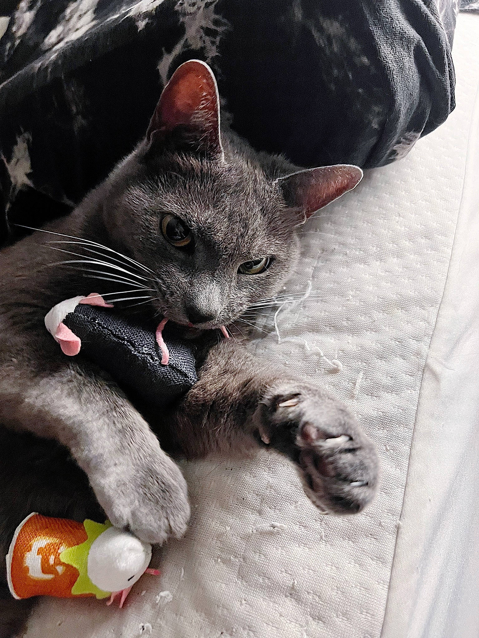 Chaz joined the competition — help win amazing prizes! black_cat, bottle, carmine, carnivore, cat, claw, comfort, domestic_short_haired_cat, felidae, foot, fur, grey, human_leg, nail, paw, photo_caption, sitting, small_to_medium_sized_cats, tail, whiskers