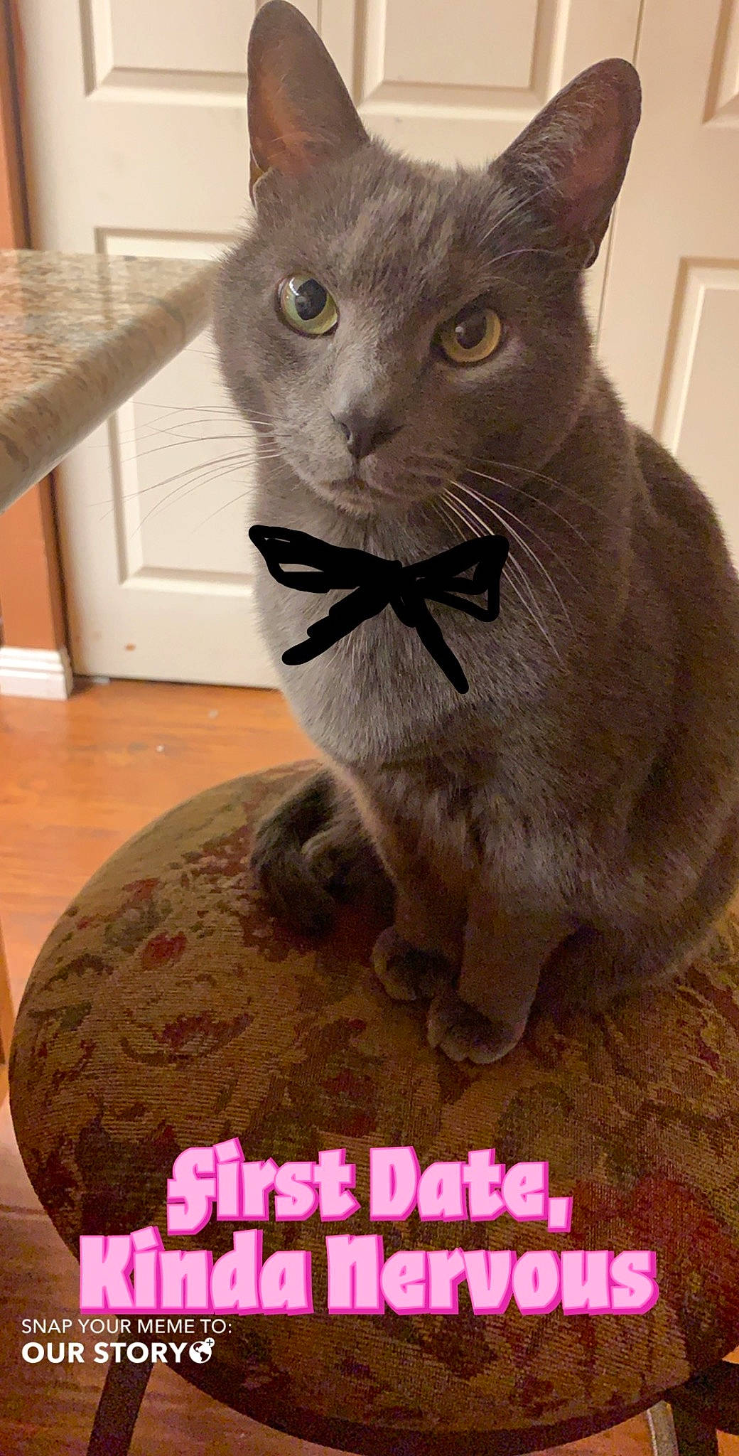 Chaz is registered to the contest to win money with this photo: art, carnivore, cat, cat_supply, circle, domestic_short_haired_cat, door, felidae, flooring, fur, grey, pet_supply, photo_caption, russian_blue, small_to_medium_sized_cats, tail, wall_plate, whiskers