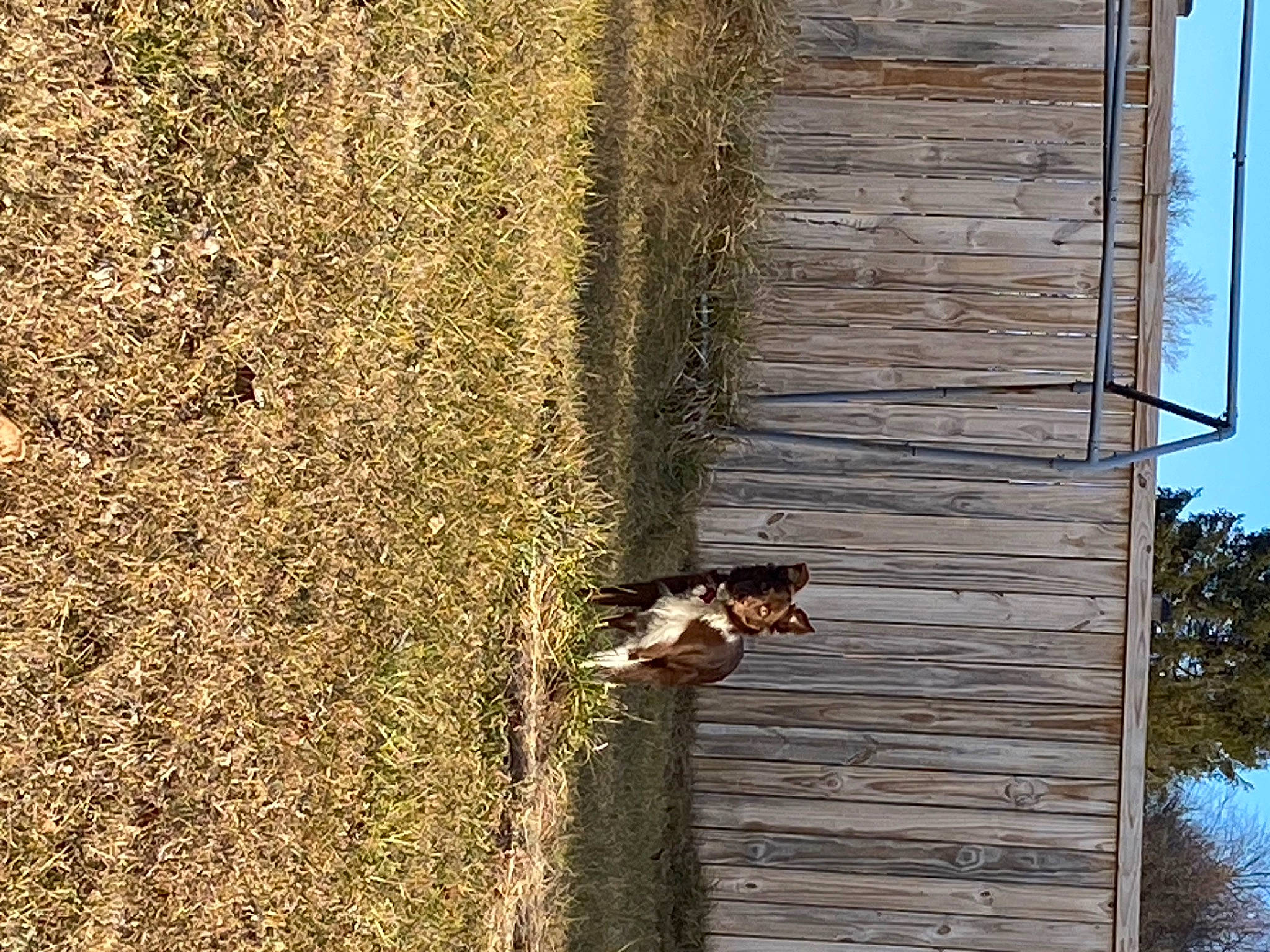 Haze is registered to the contest to win money with this photo: brick, brickwork, building, dog, facade, grass, house, landscape, plant, plant_stem, reflection, shadow, sky, soil, tints_and_shades, tree, trunk, wall, wildlife, wood
