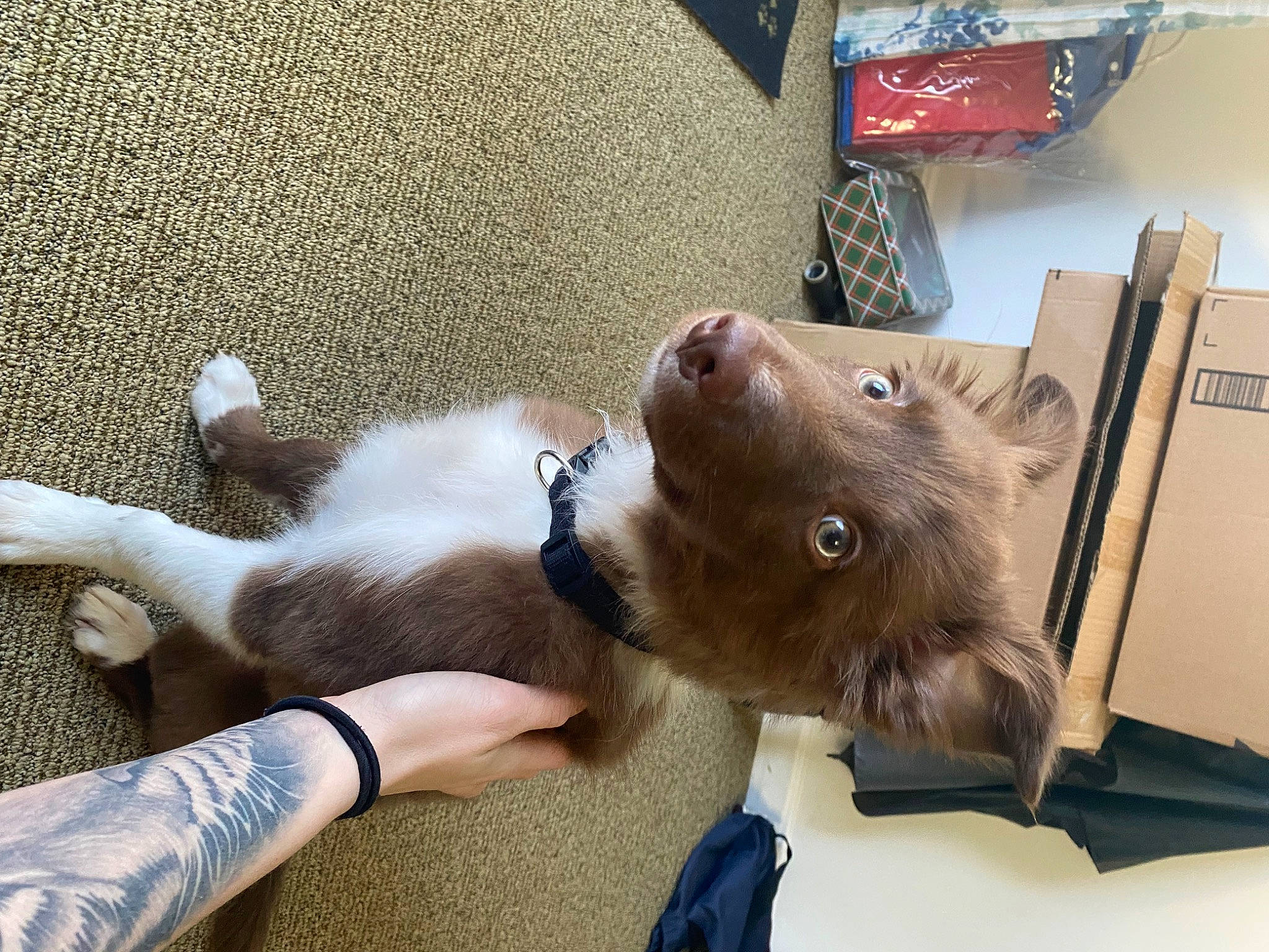 Haze joined the competition — help win amazing prizes! box, carnivore, claw, collar, comfort, companion_dog, dog, dog_breed, dog_collar, fawn, fur, liver, paw, shipping_box, small_to_medium_sized_cats, snout, sporting_group, whiskers, windshield, working_animal