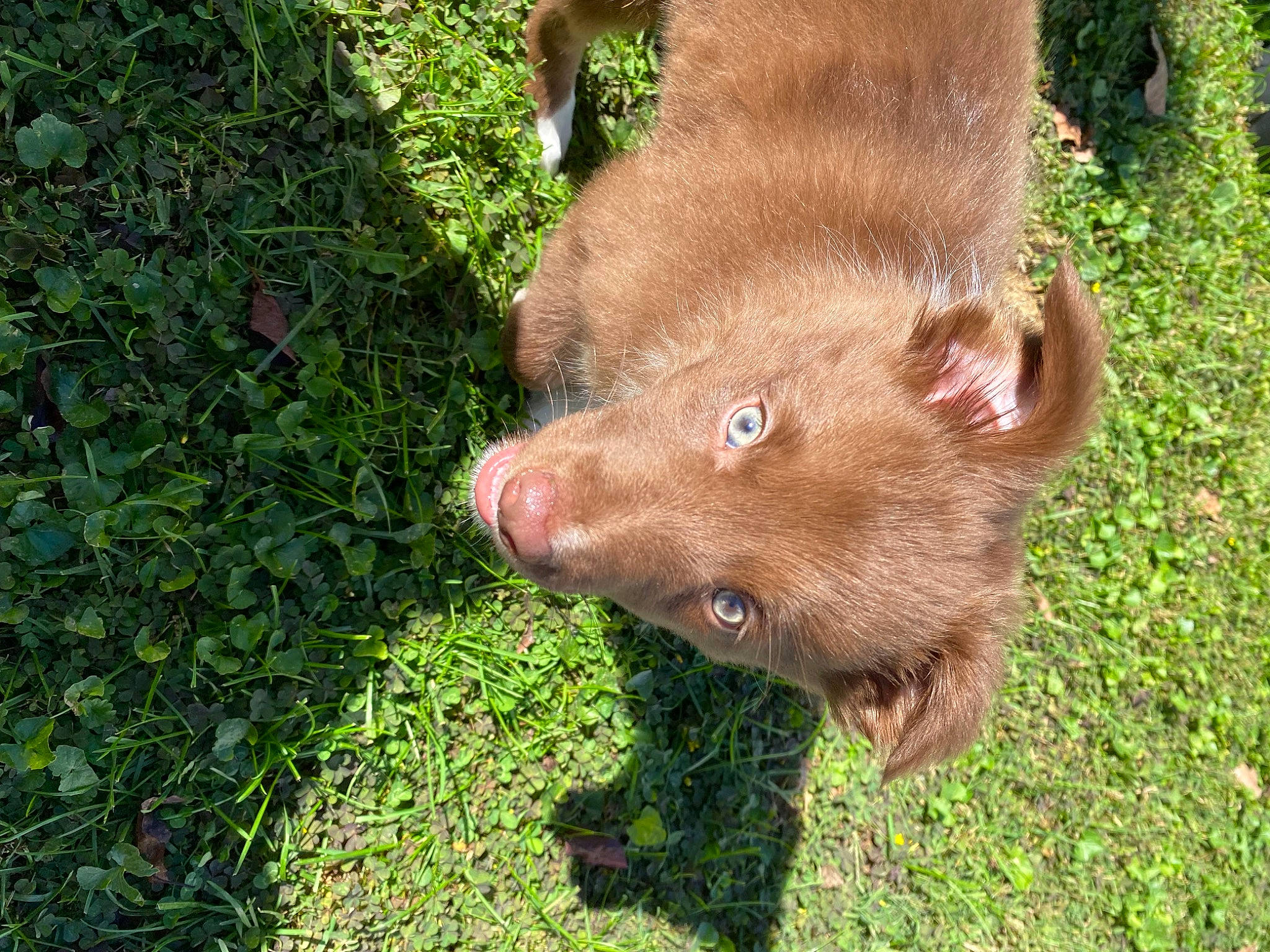 Haze is registered to the contest to win money with this photo: canidae, carnivore, companion_dog, dog, dog_breed, fawn, fur, grass, groundcover, liver, natural_material, paw, plant, snout, sporting_group, terrestrial_animal, terrestrial_plant, whiskers, wildlife, working_animal