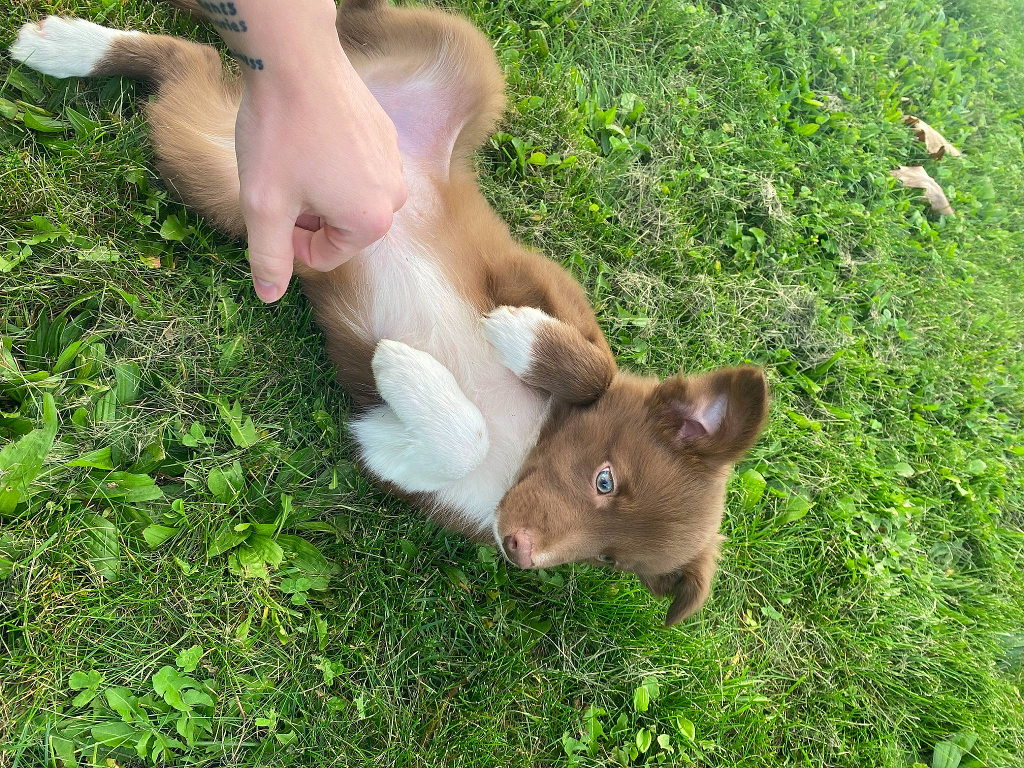 Haze is registered to the contest to win money with this photo: carnivore, companion_dog, dog, dog_breed, fawn, fox, german_spitz, german_spitz_klein, german_spitz_mittel, grass, groundcover, human_leg, lawn, people_in_nature, snout, spitz, sporting_group, tail, toy_dog, working_animal