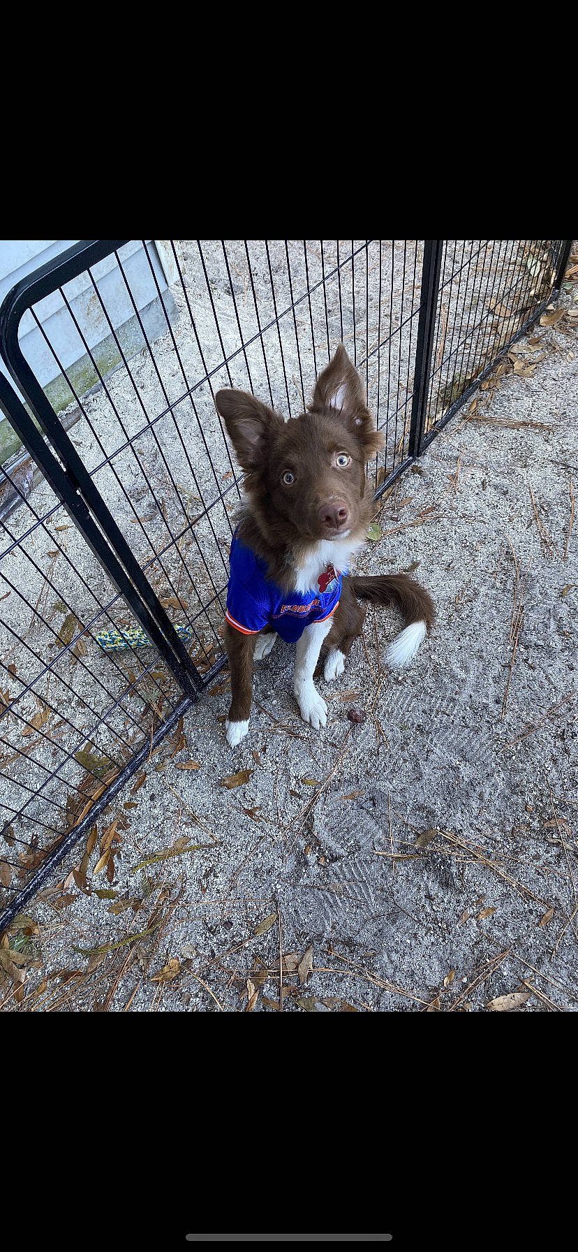 Haze is registered to the contest to win money with this photo: art, boston_terrier, canidae, carnivore, companion_dog, dog, dog_breed, electric_blue, fawn, felidae, fur, mesh, non_sporting_group, pet_supply, snout, sporting_group, tail, toy_dog, whiskers, working_animal