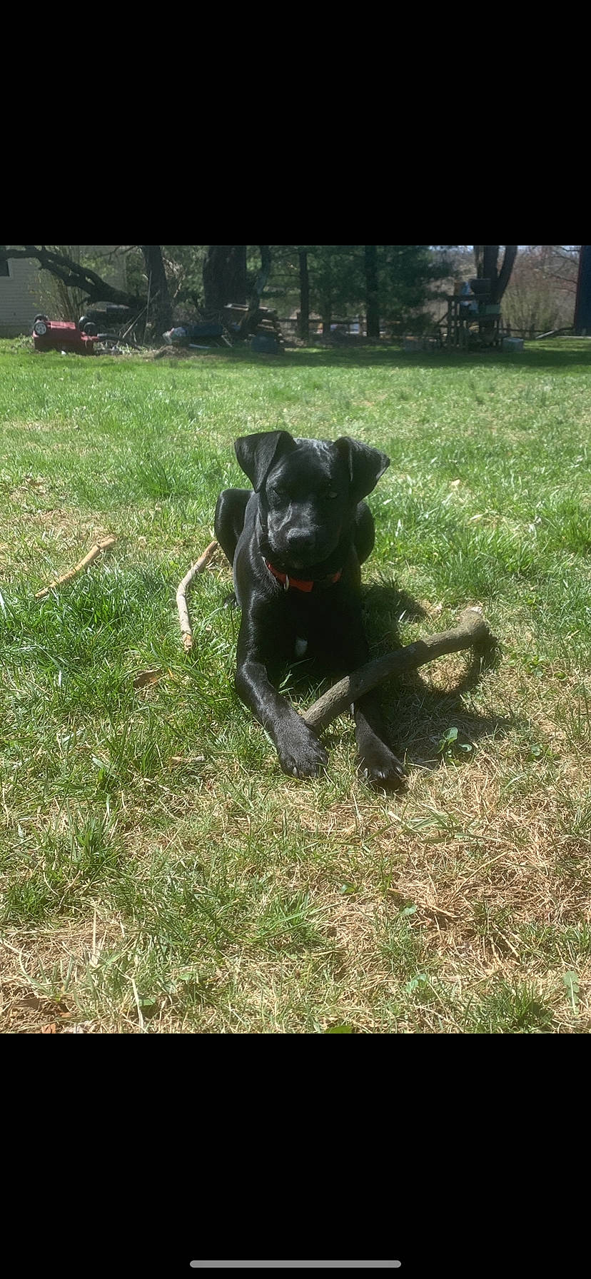 Romeo joined the competition — help win amazing prizes! borador, canidae, carnivore, collar, companion_dog, dog, dog_breed, dog_collar, fawn, grass, guard_dog, leash, pet_supply, plant, snout, sporting_group, tail, terrestrial_animal, working_animal, working_dog