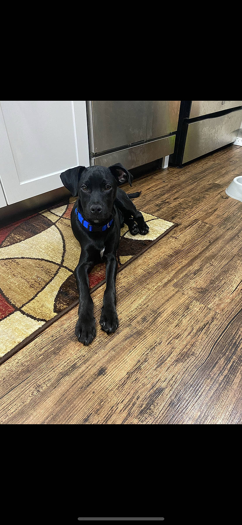 Romeo is registered to the contest to win money with this photo: carnivore, collar, companion_dog, dog, dog_breed, dog_collar, dog_supply, fawn, floor, flooring, guard_dog, gun_dog, hardwood, liver, pet_supply, retriever, tail, wood, wood_flooring, working_animal