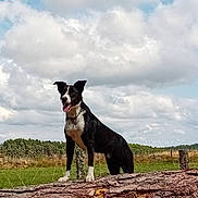 Trec a rejoint le concours — aidez-le/la à gagner de superbes lots ! animal, black_and_white, canine, clouds, collar, daytime, dog, ears_up, fence, field, grass, happy, landscape, nature, outdoor, pet, rural, sky, standing, tree_trunk