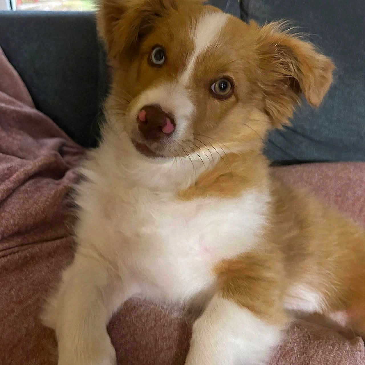 Blue a rejoint le concours — aidez-le/la à gagner de superbes lots ! puppy, dog, canine, fluffy, brown_and_white, sitting, couch, blanket, indoors, window, garden, portrait, cute, adorable, head_tilt, eyes, nose, fur, pet, relaxed