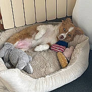 Blue participe au concours pour gagner de l'argent avec cette photo : puppy, dog, pet, animal, lying_down, belly_up, relaxed, sleepy, brown_and_white, floppy_ears, pink_nose, dog_bed, stuffed_animals, toys, blanket, cushion, radiator, indoor, home, cozy