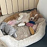 puppy, dog, pet, animal, lying_down, belly_up, relaxed, sleepy, brown_and_white, floppy_ears, pink_nose, dog_bed, stuffed_animals, toys, blanket, cushion, radiator, indoor, home, cozy