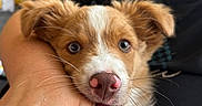 Blue participe au concours pour gagner de l'argent avec cette photo : puppy, dog, pet, animal, portrait, close_up, fluffy, brown_and_white, blue_eyes, pink_nose, open_mouth, smiling, whiskers, fur, cuddling, human_hand, person, indoor, cozy, curtain