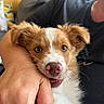 puppy, dog, pet, animal, portrait, close_up, fluffy, brown_and_white, blue_eyes, pink_nose, open_mouth, smiling, whiskers, fur, cuddling, human_hand, person, indoor, cozy, curtain